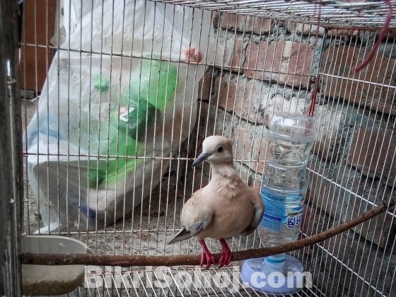 Adult Australian Dove